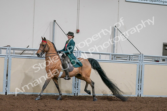 2020 - AB Morgan Horse - Sat, Sept 05 - 13797