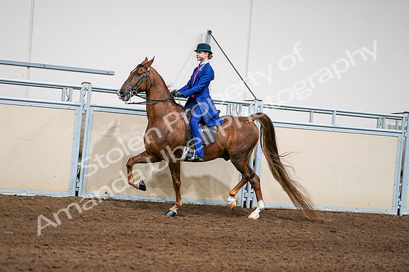 2020 - AB Morgan Horse - Fri, Sept 04 - 04974