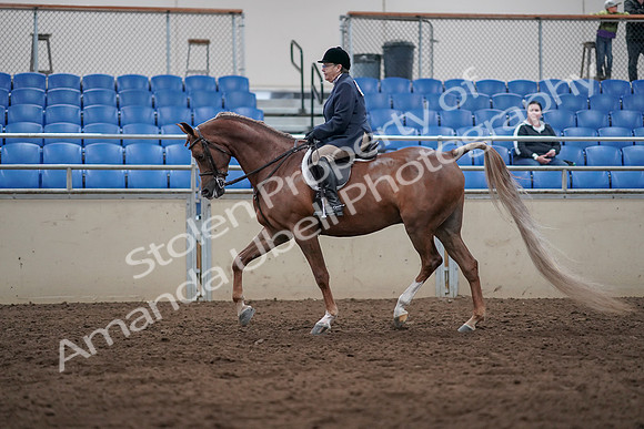 2019 Morgan Horse Show - Sept 01, 2019 - 08538