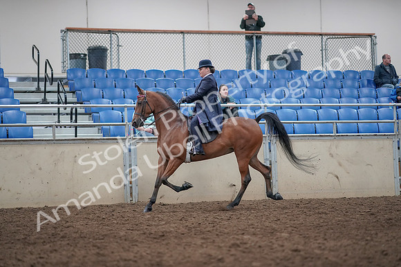 2019 Morgan Horse Show - Aug 31, 2019 - 08649