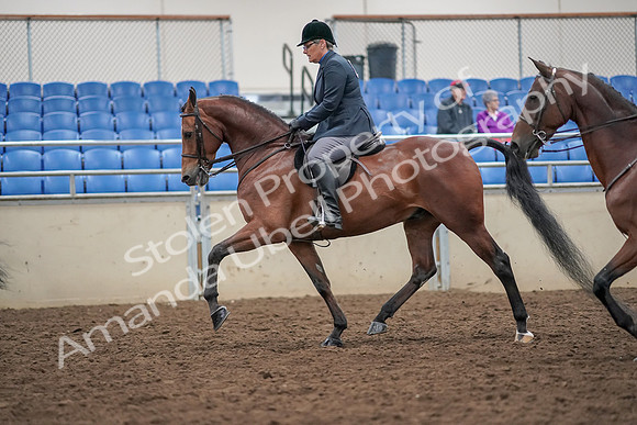 2019 Morgan Horse Show - Aug 30, 2019 - 20111
