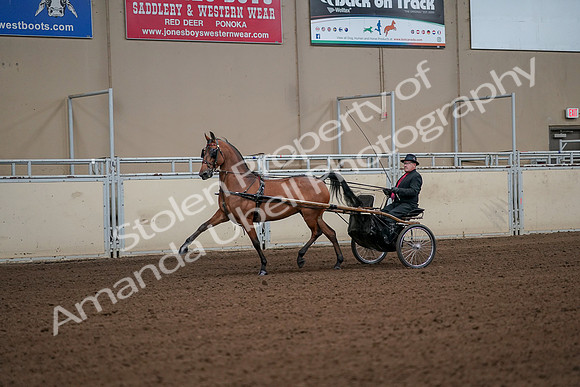 2019 Morgan Horse Show - Aug 30, 2019 - 13046