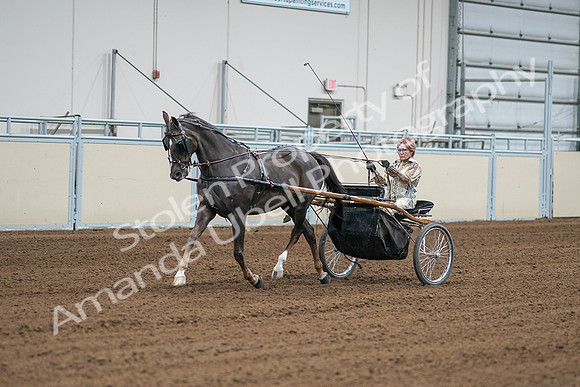2020 - AB Morgan Horse - Sat, Sept 05 - 05986