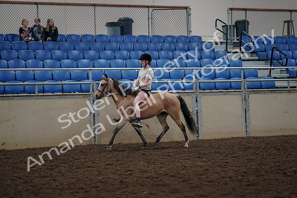 2019 Morgan Horse Show - Aug 30, 2019 - 31052
