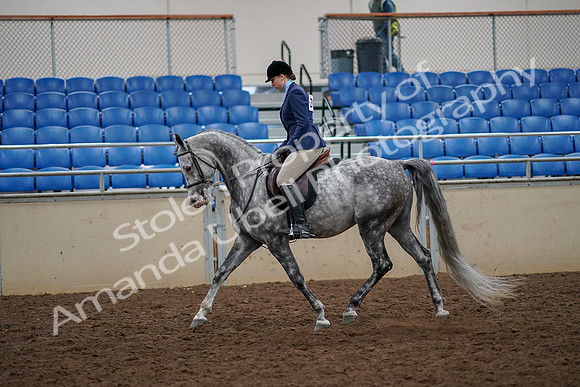 2019 Morgan Horse Show - Aug 30, 2019 - 22201