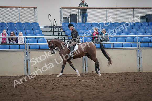 2019 Morgan Horse Show - Aug 31, 2019 - 16027