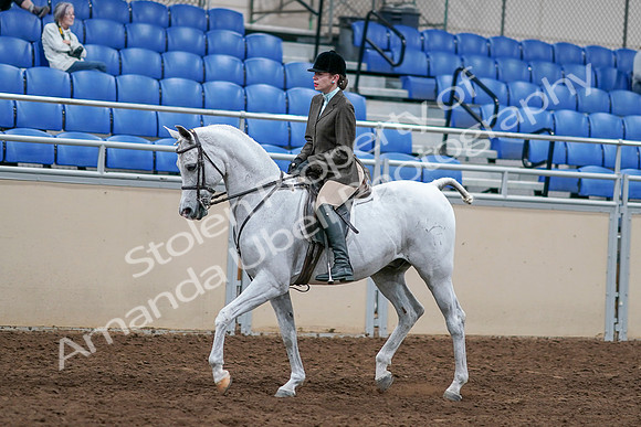 2020 - AB Morgan Horse - Sat, Sept 05 - 14242