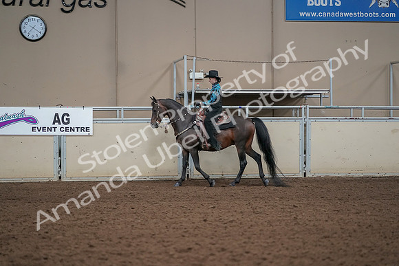 2019 Morgan Horse Show - Aug 30, 2019 - 25964