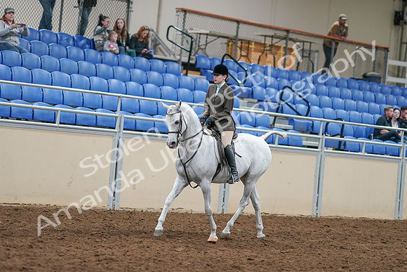 2020 - AB Morgan Horse - Sat, Sept 05 - 14426