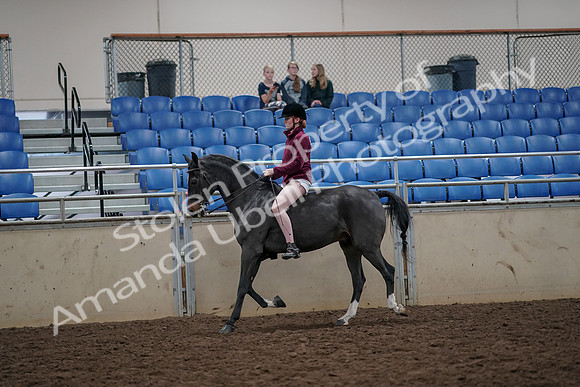 2019 Morgan Horse Show - Aug 30, 2019 - 31145