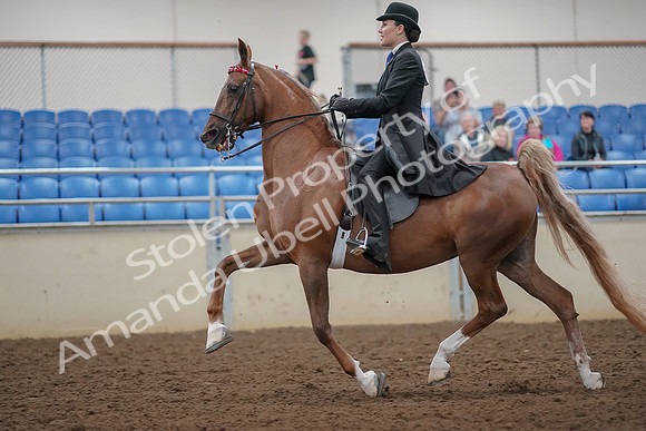 2019 Morgan Horse Show - Aug 30, 2019 - 25090