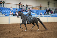 2020 - AB Morgan Horse - Sat, Sept 05 - 13573