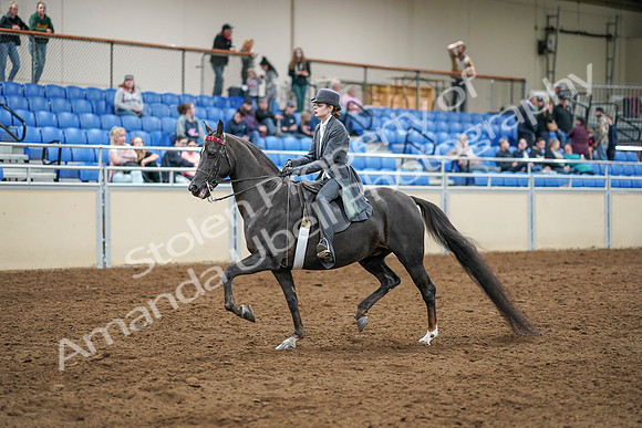 2020 - AB Morgan Horse - Sat, Sept 05 - 13573