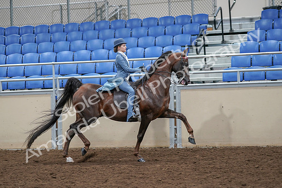2020 - AB Morgan Horse - Fri, Sept 04 - 05199