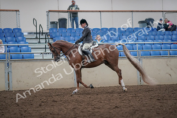 2019 Morgan Horse Show - Aug 31, 2019 - 16050