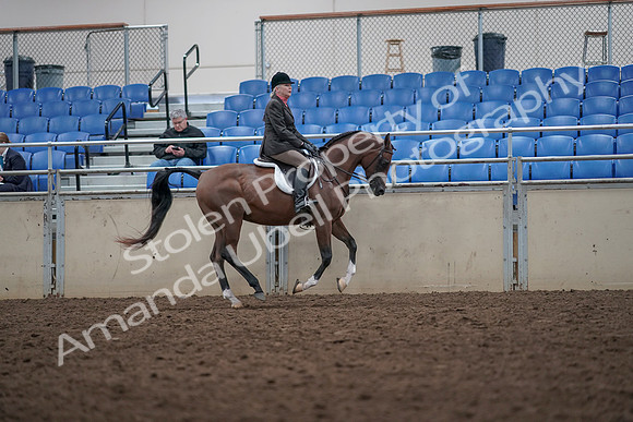 2019 Morgan Horse Show - Aug 31, 2019 - 16100