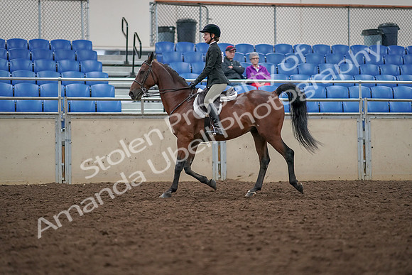 2019 Morgan Horse Show - Aug 30, 2019 - 20260