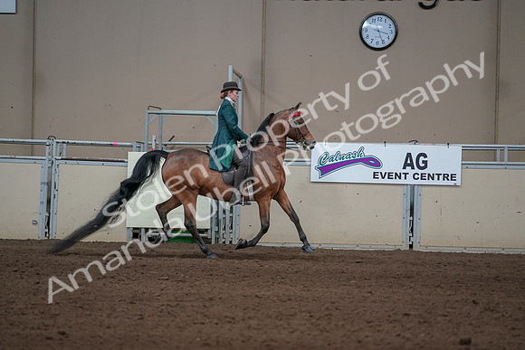 2019 Morgan Horse Show - Sept 01, 2019 - 13330