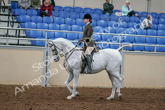 2020 - AB Morgan Horse - Sat, Sept 05 - 14443