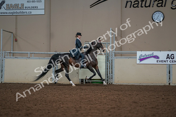 2019 Morgan Horse Show - Aug 30, 2019 - 25257