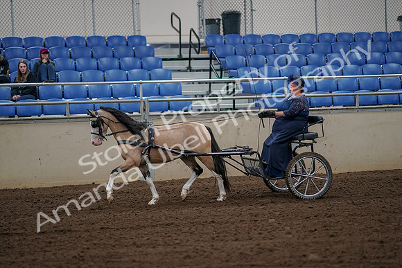 2019 Morgan Horse Show - Aug 30, 2019 - 13125