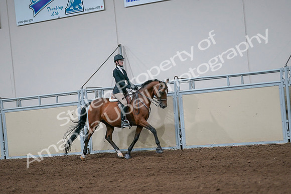 2020 - AB Morgan Horse - Fri, Sept 04 - 06001