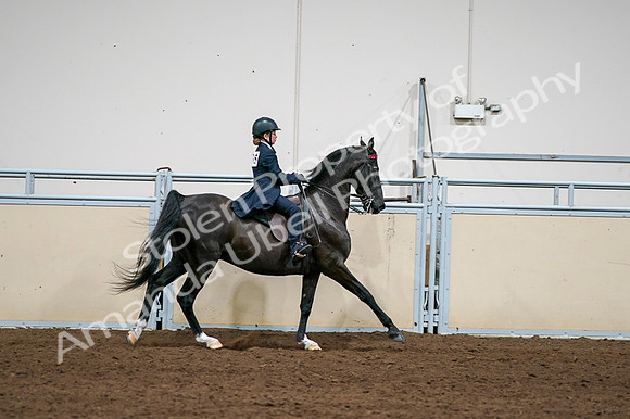 2020 - AB Morgan Horse - Fri, Sept 04 - 03148