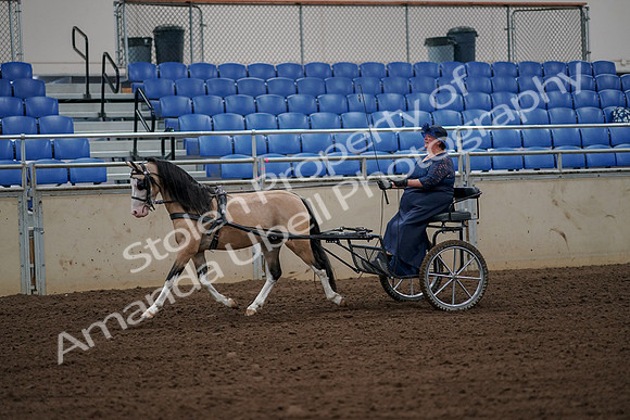 2019 Morgan Horse Show - Aug 30, 2019 - 13115
