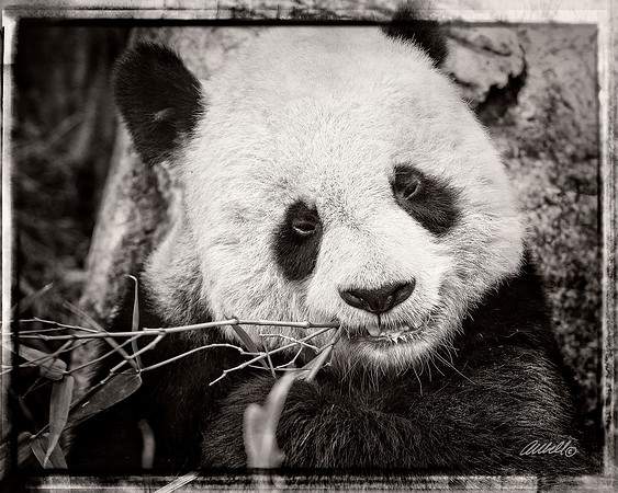 Zoo - 006bw