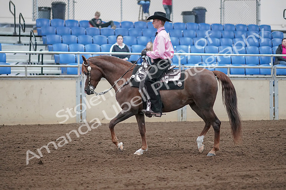 2019 Morgan Horse Show - Sept 01, 2019 - 06827