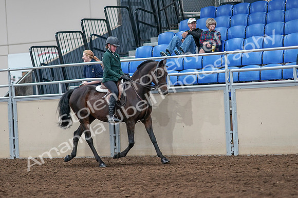 2020 - AB Morgan Horse - Sat, Sept 05 - 05146