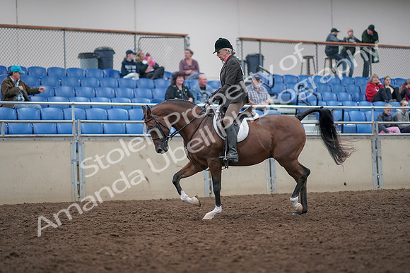 2019 Morgan Horse Show - Aug 31, 2019 - 15959