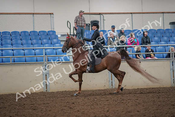 2019 Morgan Horse Show - Aug 30, 2019 - 24979