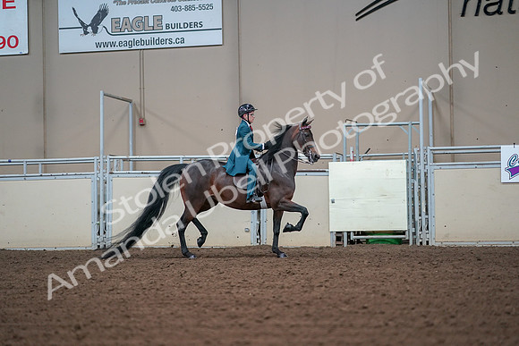 2019 Morgan Horse Show - Aug 30, 2019 - 18011