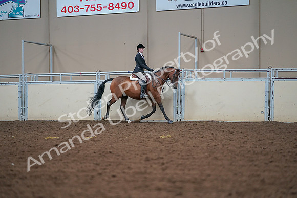 2019 Morgan Horse Show - Aug 30, 2019 - 20750