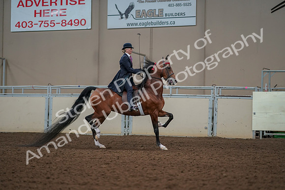 2019 Morgan Horse Show - Aug 30, 2019 - 25291