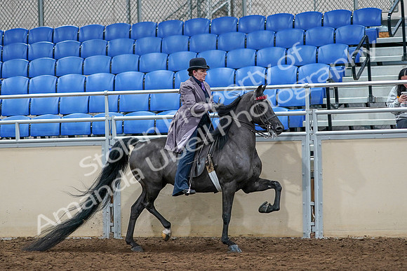 2020 - AB Morgan Horse - Sat, Sept 05 - 13824