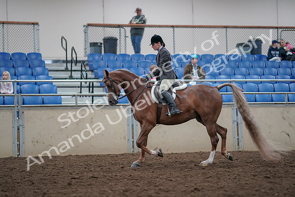 2019 Morgan Horse Show - Aug 31, 2019 - 15946