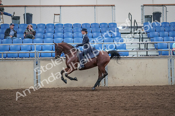 2019 Morgan Horse Show - Aug 31, 2019 - 08773