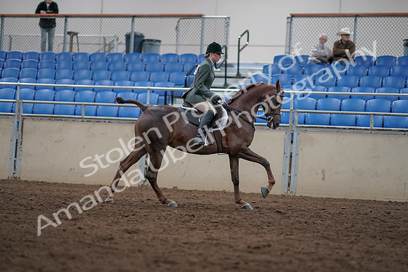 2019 Morgan Horse Show - Sept 01, 2019 - 08848