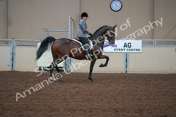 2019 Morgan Horse Show - Aug 30, 2019 - 20677