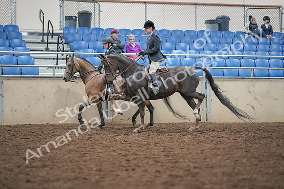 2019 Morgan Horse Show - Aug 30, 2019 - 20215
