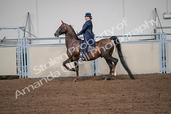 2020 - AB Morgan Horse - Fri, Sept 04 - 07958