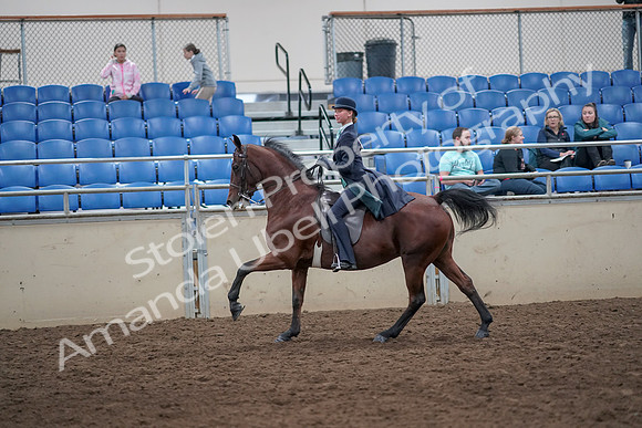 2019 Morgan Horse Show - Aug 31, 2019 - 08859