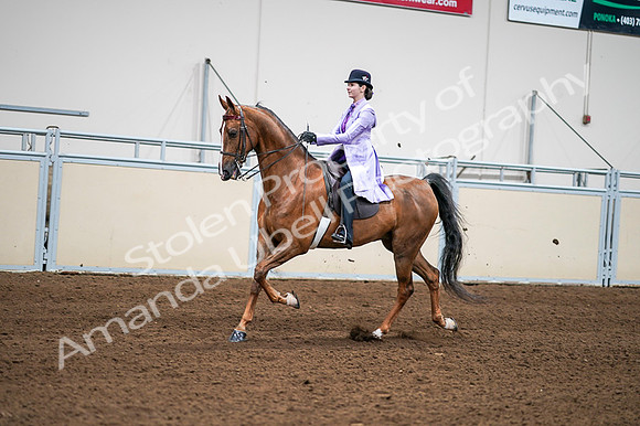 2020 - AB Morgan Horse - Fri, Sept 04 - 04921