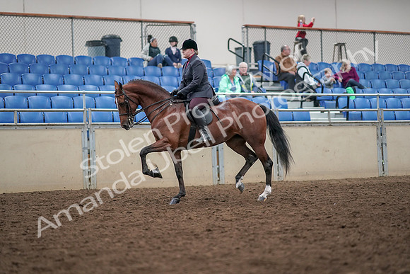 2019 Morgan Horse Show - Aug 30, 2019 - 20245