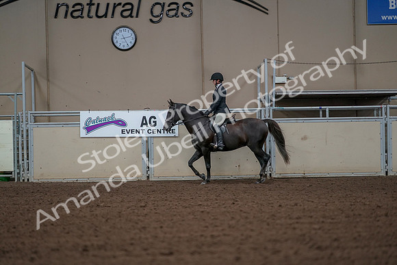 2019 Morgan Horse Show - Aug 30, 2019 - 14935