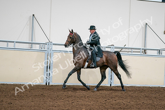 2020 - AB Morgan Horse - Sat, Sept 05 - 08013