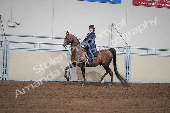 2020 - AB Morgan Horse - Fri, Sept 04 - 07953