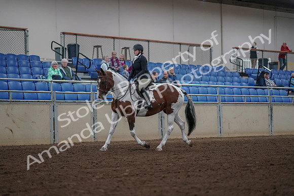2019 Morgan Horse Show - Aug 30, 2019 - 14846